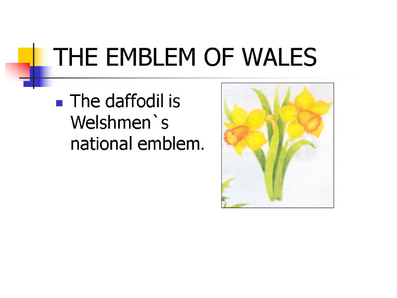 THE EMBLEM OF WALES The daffodil is Welshmen`s national emblem.